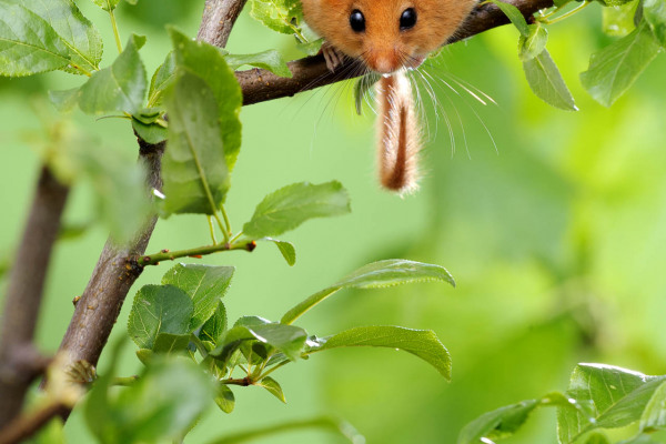 Haselmaus auf Ast in grünem Laub, Kopf nach unten.