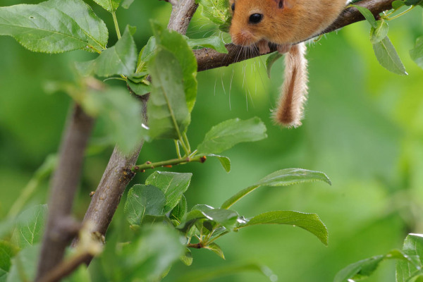 Haselmaus klettert im dichten Blattwerk eines Strauchs.