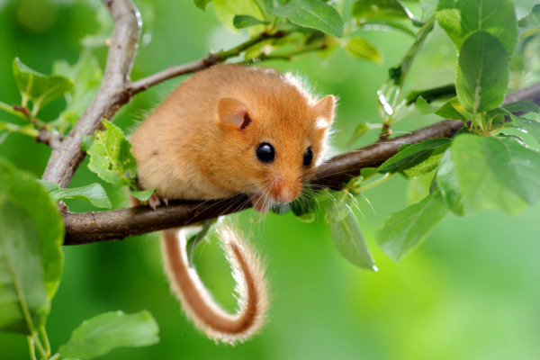 Haselmaus auf einem Ast sitzend, umgeben von grünen Blättern
