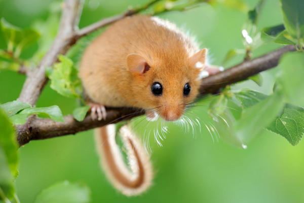 Kleine Haselmaus mit rötlichem Fell sitzt auf einem Ast zwischen grünen Blättern.