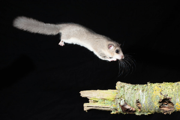 Ein springender Siebenschläfer über einen moosbedeckten Ast im Dunkeln.