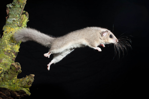 Ein Europäischer Siebenschläfer springt von einem Ast im Dunkeln.