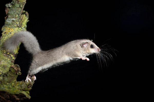 Ein Siebenschläfer (Glis glis) springt von einem Ast im nächtlichen Lebensraum.