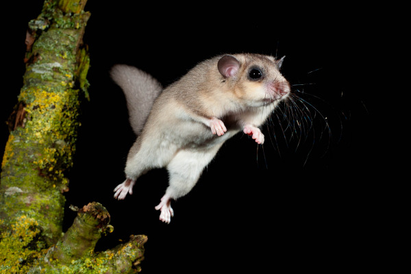Ein Siebenschläfer (Glis glis) während eines Sprungs von einem Ast in einem dunklen Hintergrund.