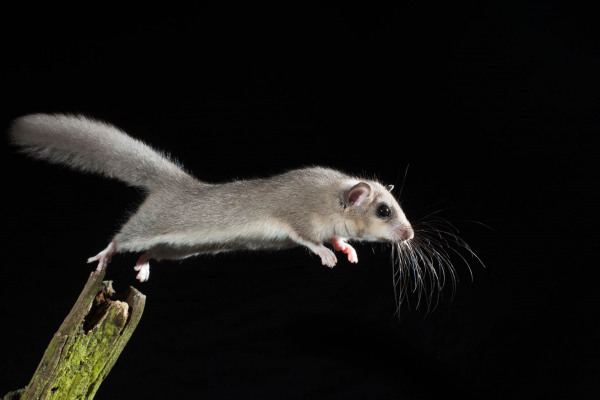 Siebenschläfer in der Luft während eines Sprungs von einem Ast