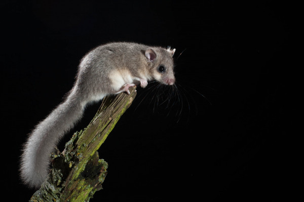 Ein Siebenschläfer, Glis glis, sitzt auf einem bemoosten Baumstumpf.