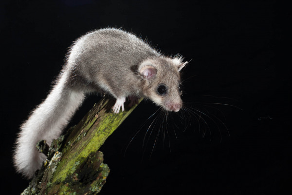 Ein Siebenschläfer auf einem Baumstamm vor schwarzem Hintergrund.