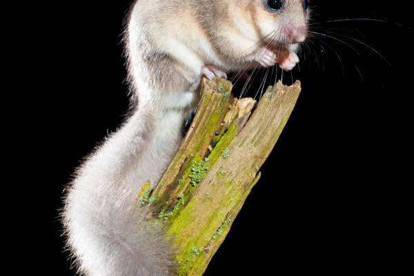 Ein Siebenschläfer sitzt auf einem Ast und schaut zur Seite.