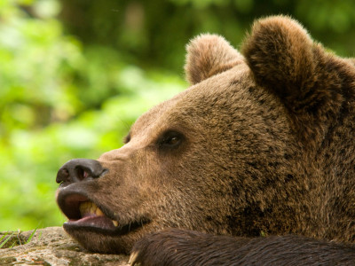 Braunbär