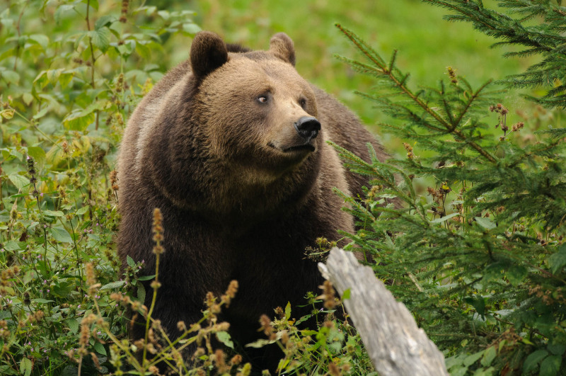 Braunbär