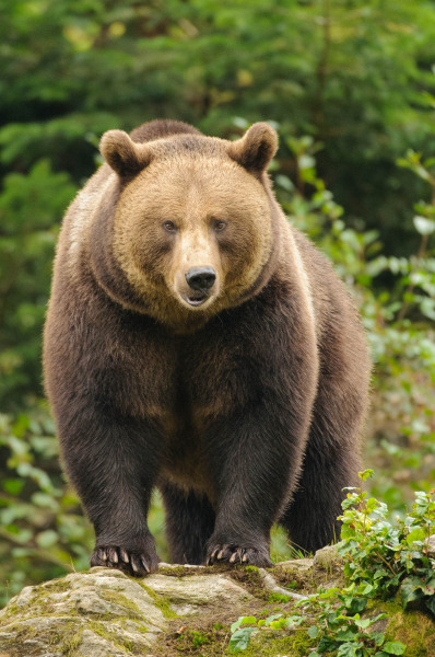 Braunbär