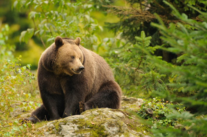 Braunbär