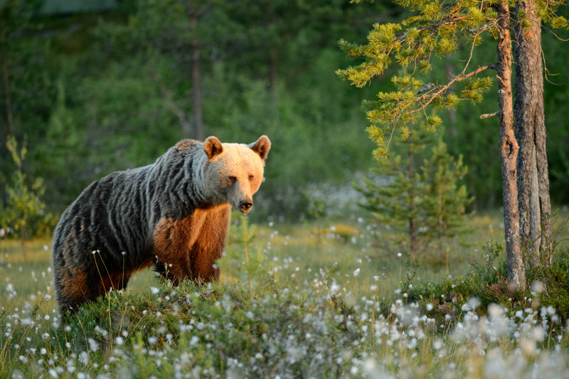 Braunbär