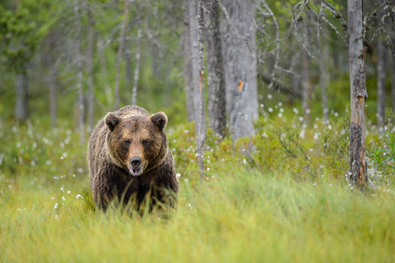 Braunbär