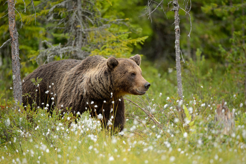 Braunbär