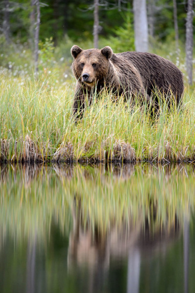 Braunbär