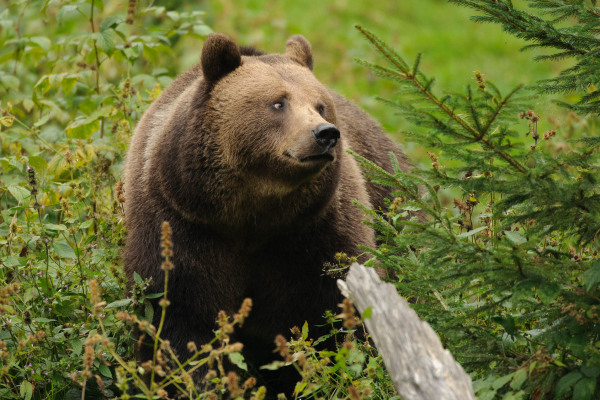 Braunbär im dichten Unterholz eines Waldes, umgeben von Pflanzen.