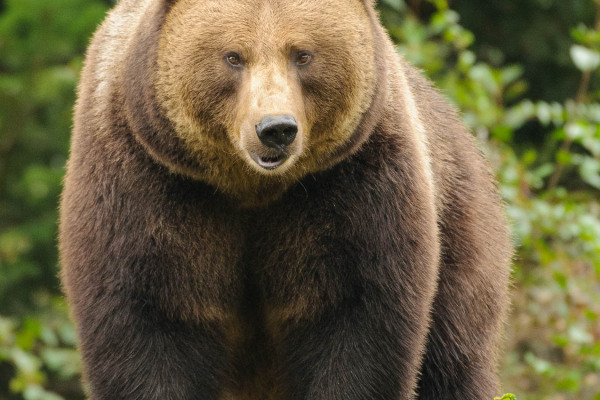 Großer Braunbär (Ursus arctos) steht in einem Wald.