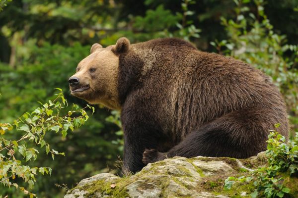 Braunbär