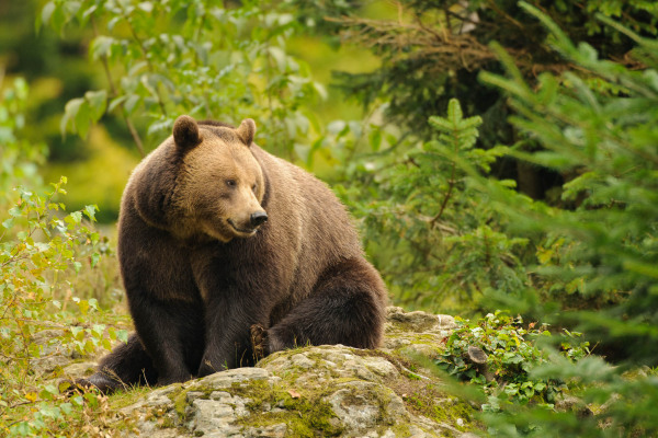 Braunbär sitzt auf Felsen in waldreicher Umgebung.