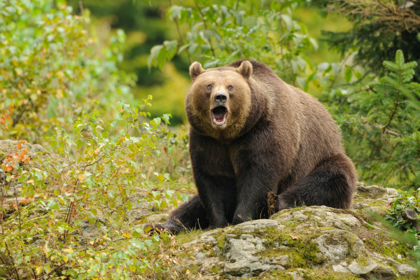 Ein Braunbär sitzt aufmerksam auf einem Felsen in grüner Umgebung.