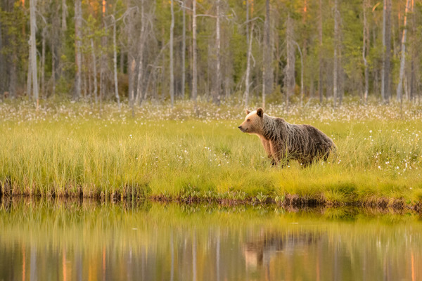 Braunbär am Ufer eines Gewässers in einer grasbewachsenen Landschaft.