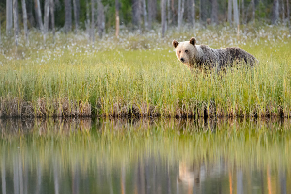 Braunbär steht am Ufer eines Gewässers in dichtem Schilf.