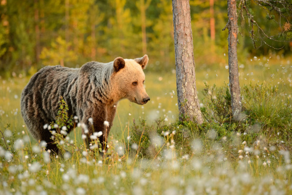 Braunbär steht in einer blütenreichen Wiese eines Waldgebiets.
