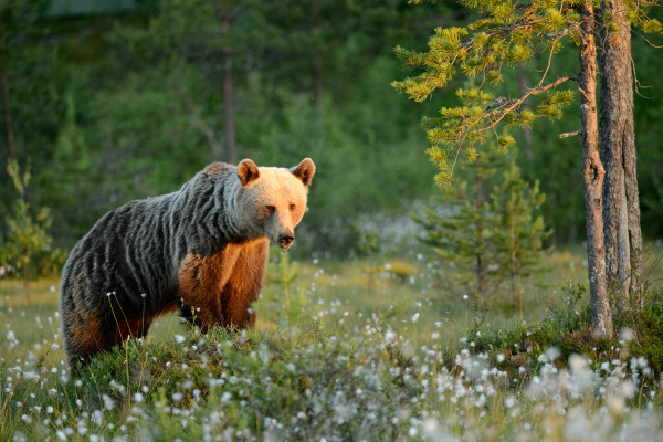 Ein Braunbär steht in einer blühenden Waldwiese unter einem Baum.