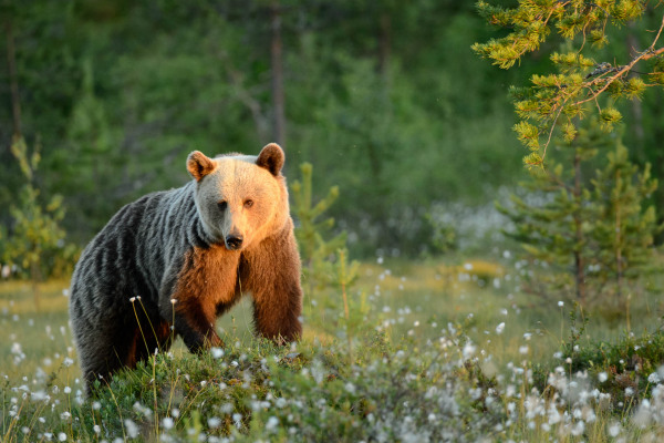Braunbär durchwandert eine grüne, blumenreiche Landschaft.