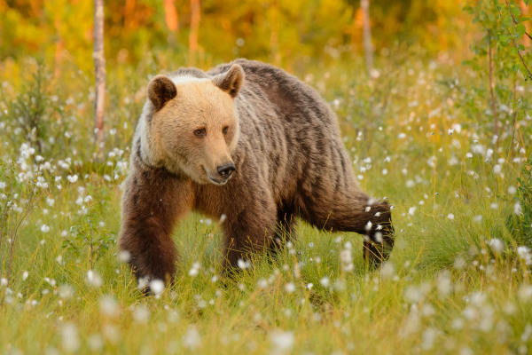 Braunbär (Ursus arctos) streift durch eine stark blühende Wiese.