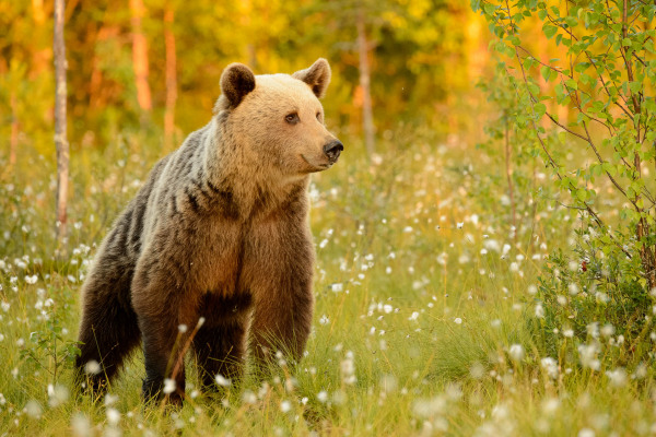 Ein Braunbär (Ursus arctos) steht in einer grünen blühenden Landschaft.