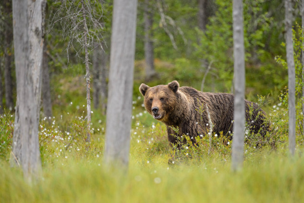 Braunbär in einem grünen, bewaldeten Gebiet von Nordeuropa.