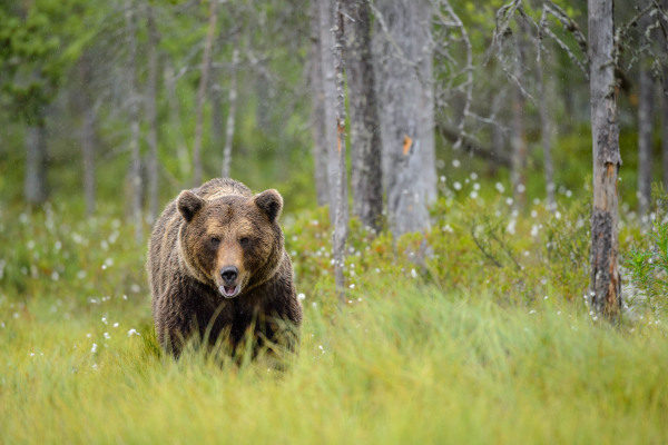 Ein Braunbär bewegt sich durch ein dicht bewachsenes Moorgebiet in Finnland.