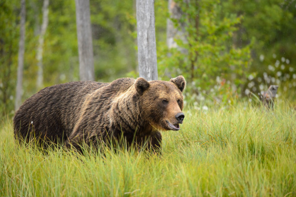 Braunbär in grünem Waldgebiet in Finnland gehend.