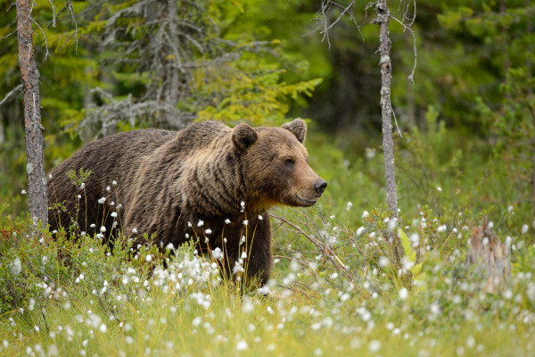 Ein Braunbär steht in einer blühenden Wiese, umgeben von Bäumen.