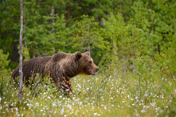 Braunbär in einer blühenden nordischen Landschaft, umgeben von Grün und Blumen.