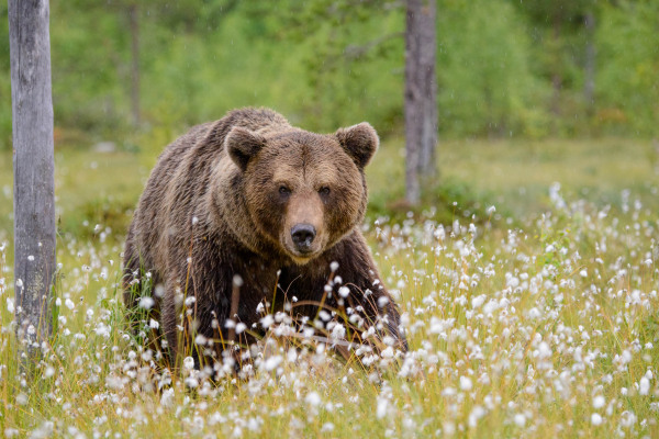 Ein Braunbär steht in einer blühenden Moorlandschaft aus Baumwollpflanzen.