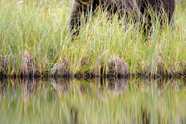 Braunbär im hohen Gras am Ufer eines Moores, Finnland.