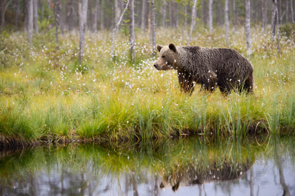 Braunbär wandert durch mit Blumen übersäte Moorlandschaft.
