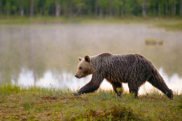 Braunbär (Ursus arctos) geht am Ufer eines ruhigen Sees entlang.