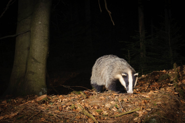 Europäischer Dachs läuft bei Nacht durch den Laubwald.