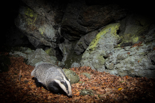 Ein Dachs bewegt sich durch herbstliches Laub vor einem Felsen.