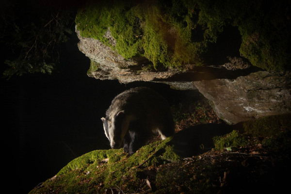 Europäischer Dachs unter einem moosbewachsenen Felsvorsprung bei Nacht.