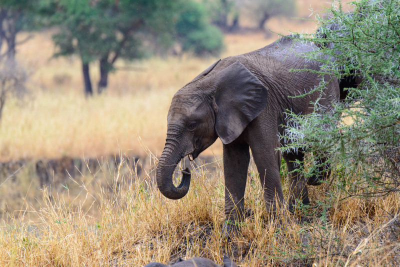 Afrikanischer Elefant