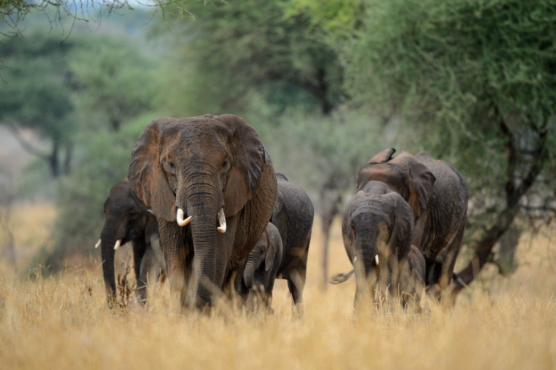 Afrikanischer Elefant