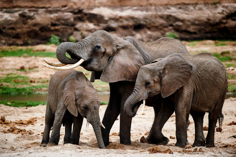 Afrikanischer Elefant