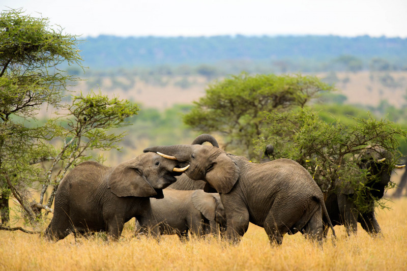 Afrikanischer Elefant