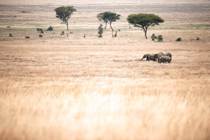Afrikanischer Elefant