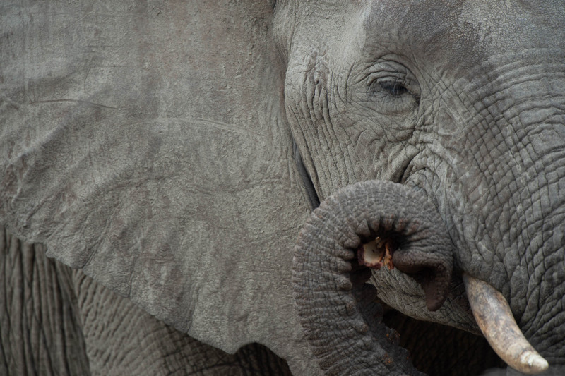 Afrikanischer Elefant